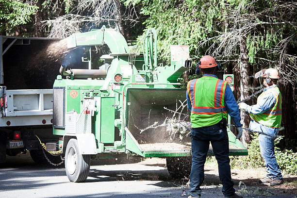 South Nyack, NY Tree Care Company