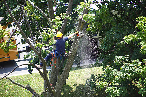 How Our Tree Care Process Works  in  South Nyack, NY